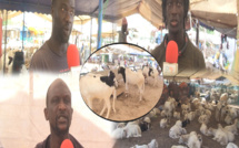 Violences politiques  : ouf de soulagement pour les vendeurs de moutons suite au report de la manifestation de YAW 