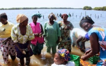 Les perles de la Casamance : Les ostréicultrices sénégalaises, pionnières du développement durable