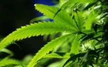 Uruguay: Le cannabis en vente libre  dès la fin de l’année