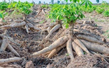 Nigeria : Culture intensive, utilisation de pesticides...Les menaces planent sur le manioc