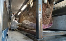   France : le béluga égaré est mort malgré une vaste opération de sauvetage