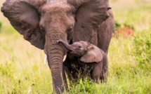Satao l’éléphant, icône de la faune kényane, abattu pour ses défenses