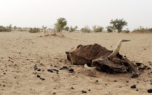 Au Niger, les éleveurs attendent la pluie qui tarde à venir