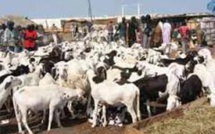 Retard des pluies: Comment cela pourrait impacter sur la Tabaski ? 