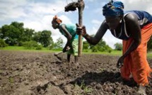 Rapport: Oxfam liste les "mégas partenariats public-privé dans l'agriculture africaine"