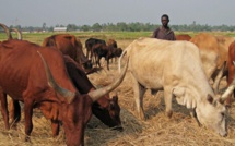 Au Burundi, la colère de paysans dépourvus de l'engrais qu'ils ont payés d'avance