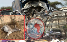 Accident à Louga: un maire demande à l'Etat de prendre des mesures contre les animaux en divagation 