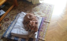 Ebola : le chien de l'aide-soignante espagnole contaminé menacé d'euthanasie