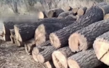 Kolda : la gendarmerie saisie 400 lattes de rônier à des trafiquants