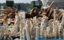 Tanzanie: "frénésie sur l’ivoire"