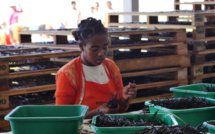 Madagascar: les exportateurs de vanille discutent d’une stratégie commune de commercialisation