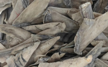 AIBD : 550 kg d’ailerons de raies séchés saisis par la douane