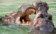 Niger: un hippopotame tue 12 écoliers