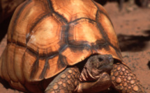 Madagascar: plusieurs interpellations après la saisie de tortues rares