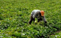 Le «consommer local» à l'honneur de la Foire internationale de Dakar