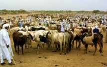Tchad: le projet de loi sur le code pastoral inconstitutionnel