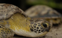 Trafic: 170 tortues d'une espèce rare saisies à l'aéroport de Roissy