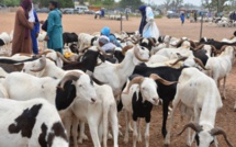 Tribunal de Mbour: un père de famille condamné pour vol de mouton de Tabaski au marché Sandiara