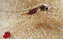 Crise de paludisme à Madagascar