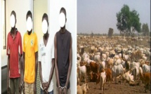 Série de vols de bétail à Thiès: un vendeur de "forokh thiaya" arrêté