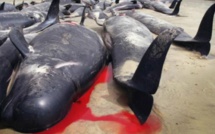 Au moins 100 baleines-pilotes mortes