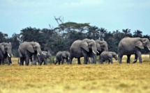 Zimbabwe: la vente d’éléphants crée la polémique