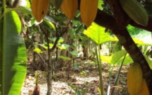 Cacao: plus de 8 Mds FCFA décaissés sur 4 ans pour lutter contre le Swollen Shoot en Côte d'Ivoire