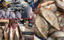 Marché au poisson de Pikine: pêcheurs et ménages préoccupés par la rareté des ressources halieutiques (REPORTAGE)