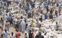 Foirail de Dahra : un éleveur et un rabatteur perdent la vie