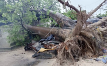 Ziguinchor: un baobab s'effondre sur deux maisons, pas de victimes mais cause des dégâts matériels importants