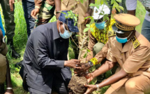 Initiative de reboisement novatrice à Vélingara : 3500 palmiers à huile pour lutter contre le déboisement