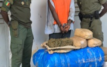 Trafic de drogue démantelé à Kaolack : deux (2) individus arrêtés et 100 kg de chanvre indien saisis 