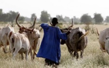 Matam : un berger déféré pour abus de confiance et escroquerie portant sur 30 bœufs