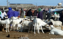 Conflit au marché au foirail de Diamaguène Sicap Mbao: 12 éleveurs déférés au parquet pour « obstruction aux travaux de modernisation »