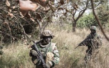 Opération de sécurisation en Casamance: L’armée continue de détruire les champs de cannabis pour freiner le trafic de drogue 