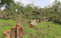 Trafic international de bois : le service des eaux et forêts de Sédhiou fait une grosse saisie