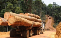 Trafic international de bois en Casamance : deux camions interceptés et un convoyeur arrêté à Bounkiling