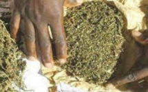 Kédougou: deux orpailleurs arrêtés en détention de plus de quatre (4) kilos de chanvre indien 