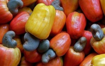 Filière anacarde et  mangue : un forum de deux jours à Ziguinchor pour rendre ce secteur compétitif