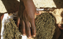 Bakel: une femme arrêtée avec environ 5 kg de chanvre indien