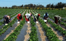 Soutien à l’agriculture Sénégalaise : la Banque mondiale décaisse plus de 120 milliards de francs CFA