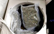 Démantèlement d'un Gang à Kolda : la police saisie 2kg de drogue et arrête trois (3) personnes dont artiste chanteur