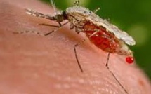 Le paludisme gagne du terrain à Madagascar