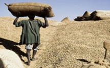 Campagne arachidière: plus de 5600 tonnes collectées dans la région de Diourbel