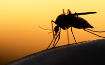 Hausse des cas de paludisme à Madagascar: la recherche pour mieux contrôler le moustique