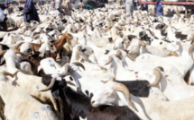 Tivaouane : un voleur de bétail lynché à mort 