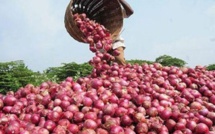 Campagne de contre-saison : 60 mille tonnes d’oignon attendues à Dagana (producteur)