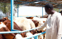 Élevage : le Premier ministre a réceptionné 1300 génisses gestantes à Niague