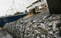Sénégal économie maritime : la pêche une victime sans coupable ?