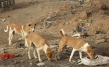 Bignona : les populations alertent sur la présence de meutes de chiens errants dans les cimetières